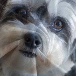 Shih Tzu Housse de Couette Imprimée 3D Douce 3 Pièces Literie Garçons Filles