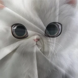 Chat Housse de Couette Imprimée 3D Douce 3 Pièces Literie Garçons Filles