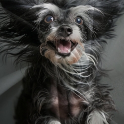 Shih Tzu Housse de Couette Imprimée 3D Douce 3 Pièces Literie Garçons Filles