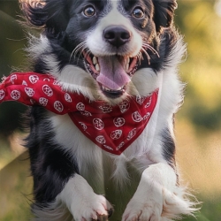 Border Collie Housse de Couette Imprimée 3D Douce 3 Pièces Literie Garçons Filles