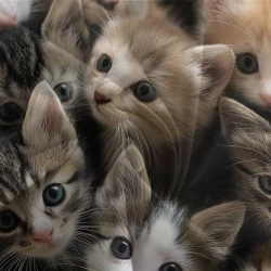 Chat Housse de Couette Imprimée 3D Douce 3 Pièces Literie Garçons Filles